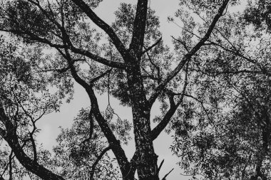 Polonya 'daki Biszczady Dağlarında Kalnica