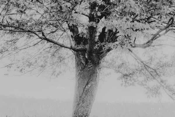 Криве Реке Сан Бывшей Деревне Бещадах Жители Перемещены 1947 Году — стоковое фото