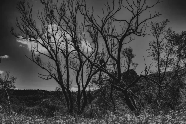 Kryve Rio San Uma Antiga Aldeia Nas Montanhas Bieszczady Seus — Fotografia de Stock