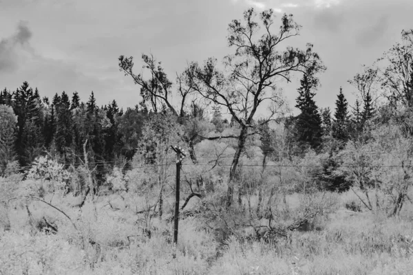 Polonya 'daki Biszczady Dağlarında Kalnica