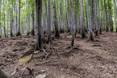 Orman - Ustrzyki Grne 'den Wielka Rawka' ya giden yol