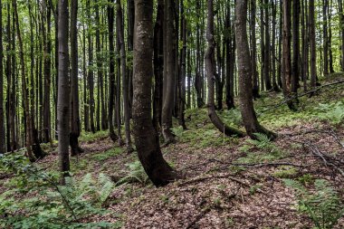 Orman - Ustrzyki Grne 'den Wielka Rawka' ya giden yol