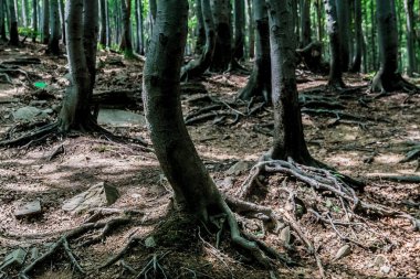 Orman - Ustrzyki Grne 'den Wielka Rawka' ya giden yol