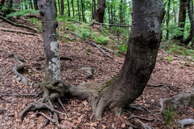 Orman - Ustrzyki Grne 'den Wielka Rawka' ya giden yol