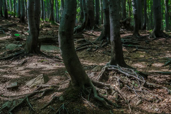 Woud Weg Van Ustrzyki Grne Naar Wielka Rawka — Stockfoto