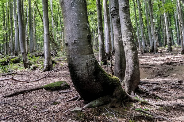 Woud Weg Van Ustrzyki Grne Naar Wielka Rawka — Stockfoto