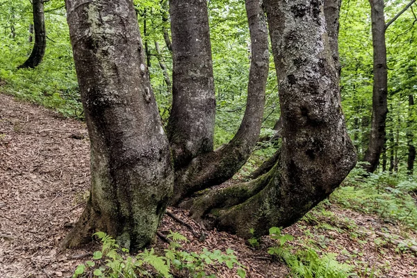 Woud Weg Van Ustrzyki Grne Naar Wielka Rawka — Stockfoto