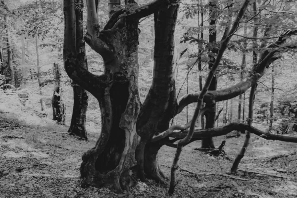 Lopienka Valley Nas Montanhas Bieszczady Polónia — Fotografia de Stock