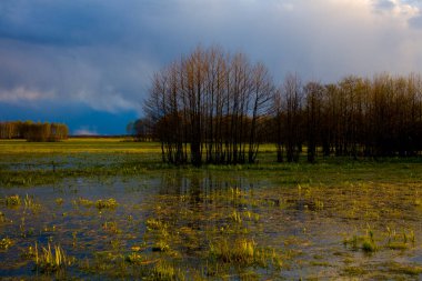 Polonya 'nın Podlasie kentindeki Biebrza bataklıklarının manzarası