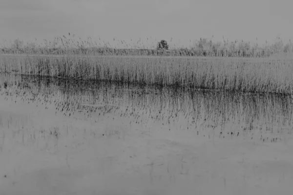 Landschaft Der Biebrza Sümpfe Podlasie Polen — Stockfoto