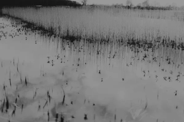 Landscape Biebrza Marshes Podlasie Poland — Stock Photo, Image