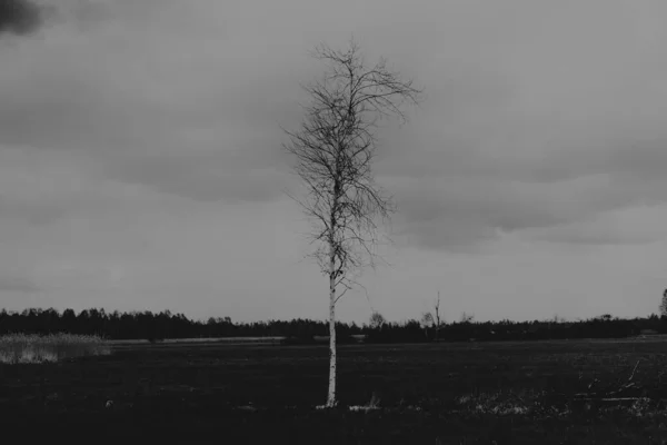 Landscape Biebrza Marshes Podlasie Poland — Stock Photo, Image