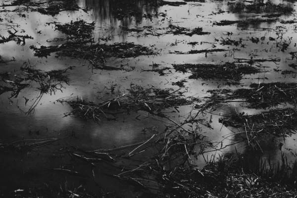 Landscape Biebrza Marshes Podlasie Poland — Stock Photo, Image