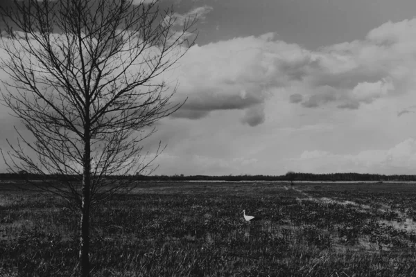 Paisaje Las Marismas Biebrza Podlasie Polonia — Foto de Stock