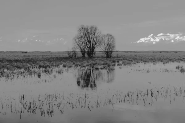 ポーランドのポドラシーにあるBiebrza湿地の風景 — ストック写真