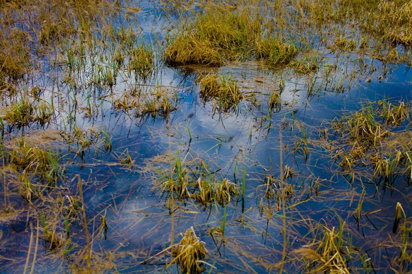 Landschap Van Moerassen Van Biebrza Podlasie Polen — Stockfoto