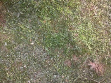 Köyde yeşil çimenler var.