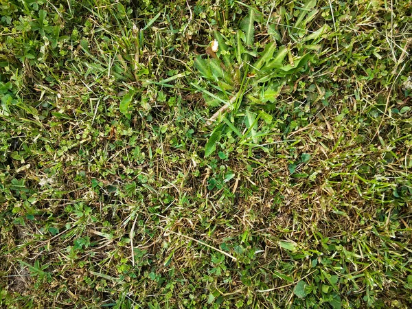 Grönt Gräs Byn — Stockfoto