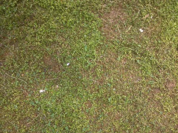 Köyde yeşil çimenler var.