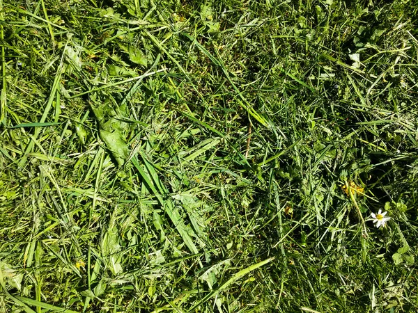 Grönt Gräs Byn — Stockfoto