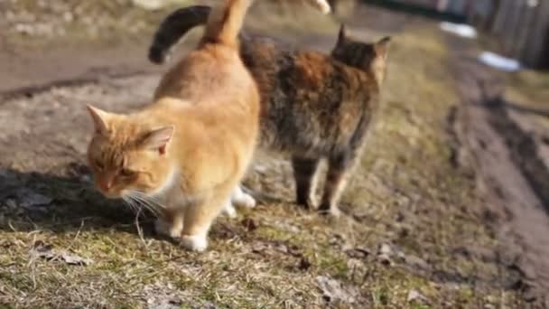 Twee wilde katten buiten. — Stockvideo