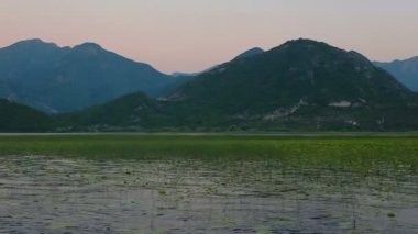 Sunset bulvarında göl İşkodra. Plantation nilüferler