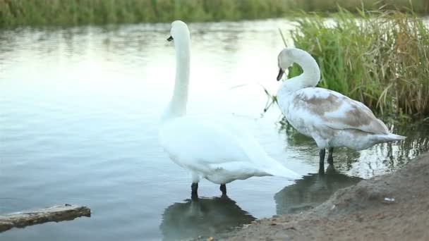 Weiße Schwäne und Enten in Zeitlupe — Stockvideo