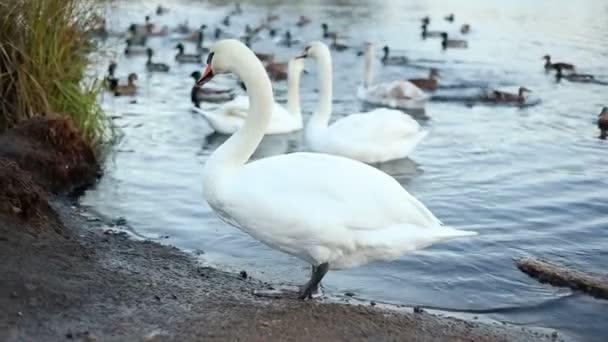 Cisnes blancos y patos en cámara lenta — Vídeo de stock