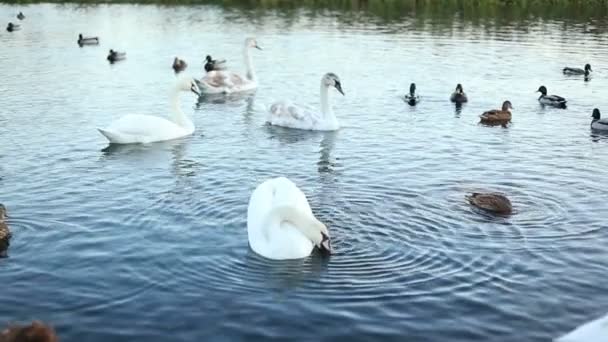 Cygnes blancs et canards au ralenti — Video
