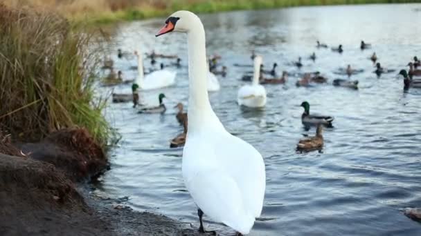 White swans and ducks slow motion — Stock Video