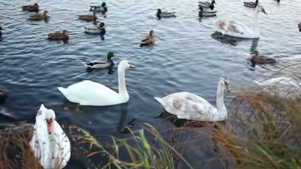 White swan ren sin fjädrar — Stockvideo