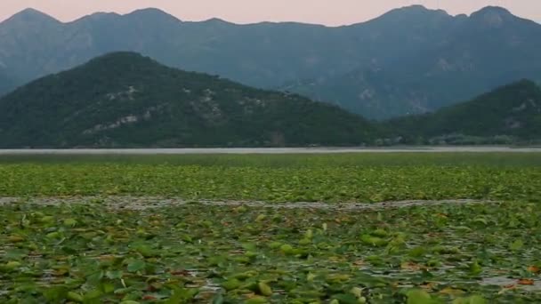 Pôr do sol no Lago Skadar. Plantação de nenúfares — Vídeo de Stock