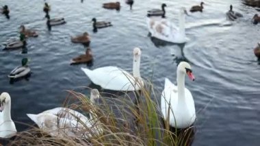 Beyaz Kuğu ve yavaş hareket ördekler