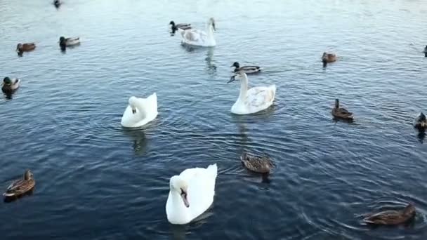 Cisnes blancos y patos en cámara lenta — Vídeos de Stock