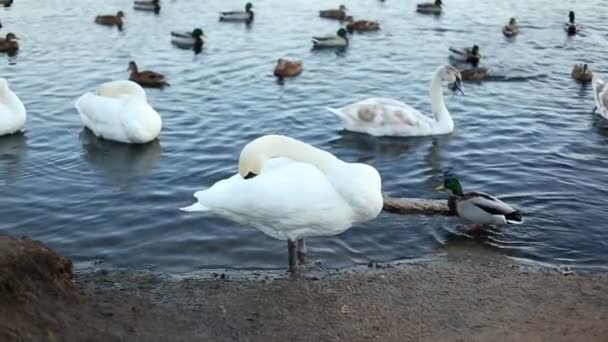 白色天鹅清洁他的羽毛 — 图库视频影像