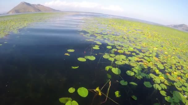 Skadarské jezero. Černá Hora — Stock video