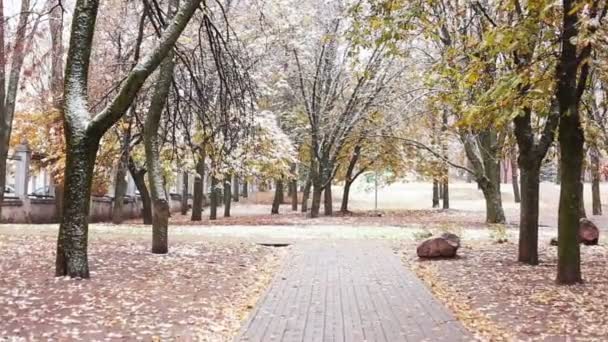 Snw caindo no parque . — Vídeo de Stock