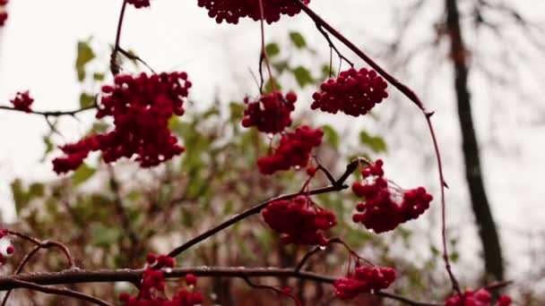 Le bouquet d'un rowan dans une forêt d'hiver — Video