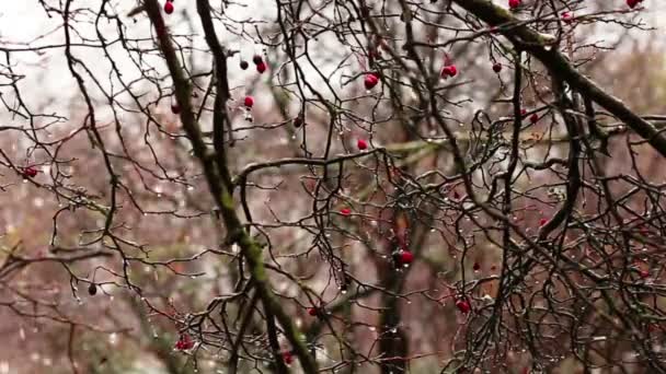 Malus Prunifolia in winter — Stock Video