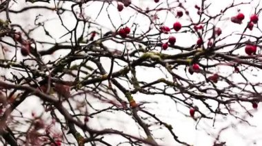 Kışın Malus Prunifolia