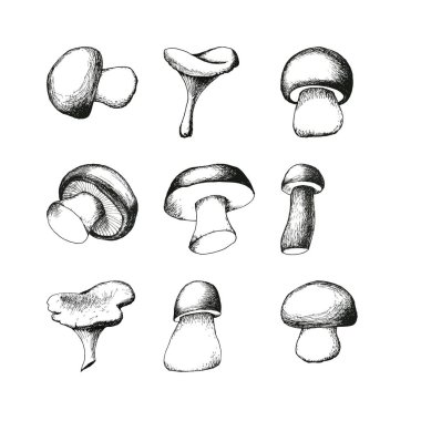 çizilmiş mantar set el