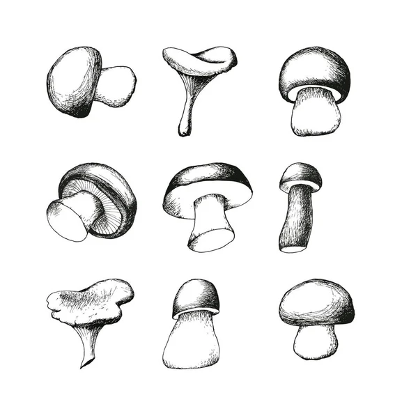 Ensemble de champignons dessinés à la main — Image vectorielle