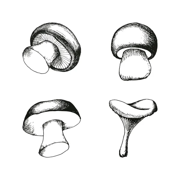 Handgezeichnete Pilze — Stockvektor