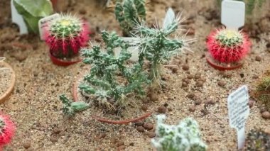 kaktüsler sera içinde plantasyon