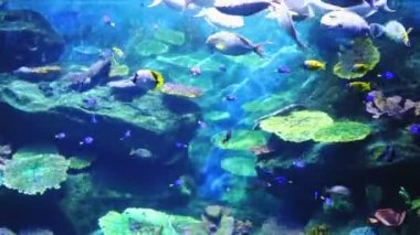 Mercan ve egzotik deniz balıkları.