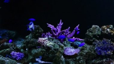 Mercan ve egzotik deniz balıkları.