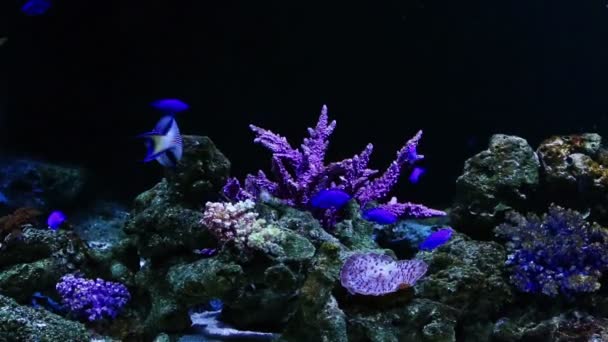 Corals and exotic marine fish. — Stock Video