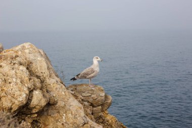 Martı kuşu Atlantik Okyanusu 'nda uçurumun kenarında duruyor..