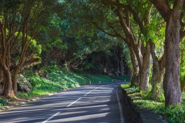Vigia das Baleias yakınlarındaki ormanda. Terceira, Azores. Portekiz