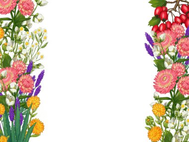 El yapımı tıbbi bitki çerçevesi. Şifalı bitkiler sınırında. beyaz arkaplanda izole